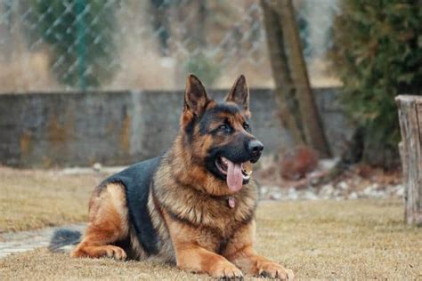 Do German Shepherds Smell Expert Tips For Managing And Reducing Odor