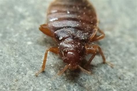 Blog How Common Are Bed Bugs In Irmo