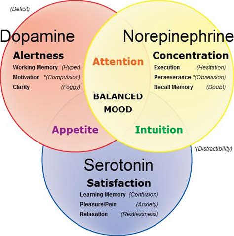 Dopamine Norepinephrine Pathway