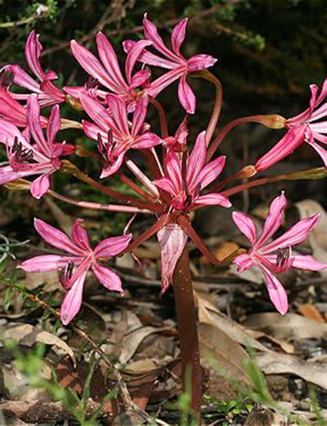 Brunsvigia South African Lily Tesselaar