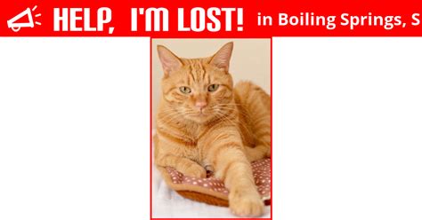 Lost Cat Boiling Springs South Carolina Ryzhik