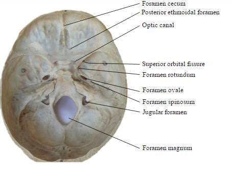 Cranial Nerves - Neurology - Medbullets Step 1