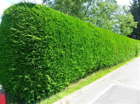 Making Your Garden Perfect How To Plant A Hedge Garden Hedges