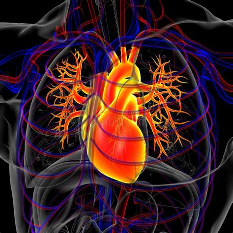 Human Heart Anatomy For Medical Concept 3d Rendering Stock Illustration