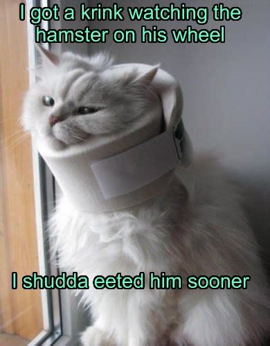 So Much For Fast Food Lolcats Lol Cat Memes Funny Cats Funny