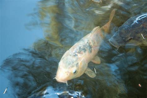 Big Fish Swimming In Water Stock Image Image Of Pond Outdoors