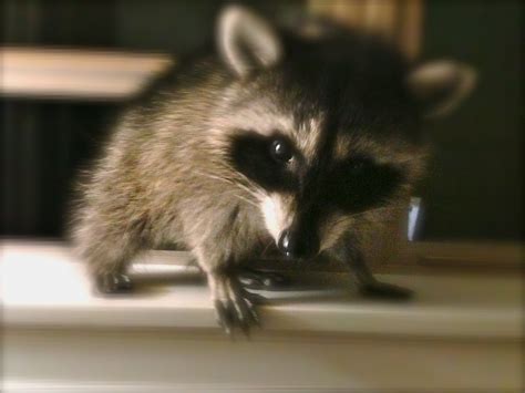 Cute Baby Raccoon This One Is Super Small Very Close Photo Baby