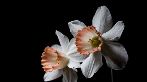 Approximately 154,5 mb bandwith was consumed. Download wallpaper 1920x1080 daffodil, flower, plant ...