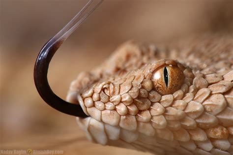 Sahara Sand Viper Cerastes Vipera Is A Venomous Viper Spec Flickr