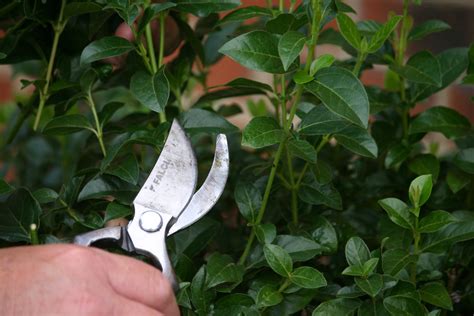 Senator garden tools lifetime guarantee. Pruning Shears | Lifetime Guarantee | Pruning shears ...