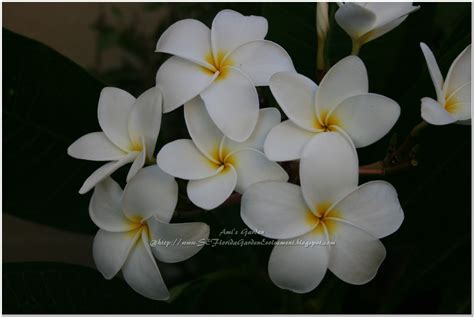Best Of White Flowers Names And Images Top Collection Of Different
