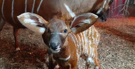 Meet Our Floppy Eared New Arrival Marwell Zoo