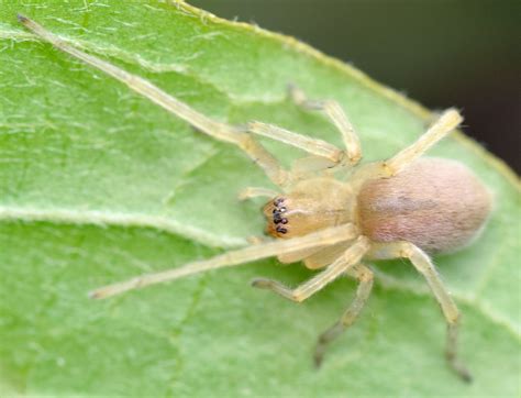 Longlegged Sac Spider Cheiracanthium Inclusum Bugguidenet