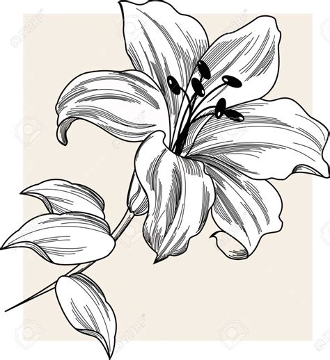 Lily Flower Drawing At Getdrawings Free Download