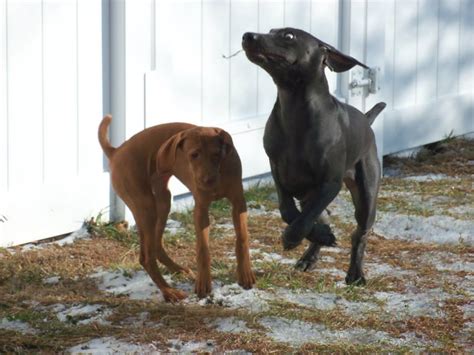 Excellent hunting and show backgrounds. Puppies for Sale at White River Kennel | White River Kennels