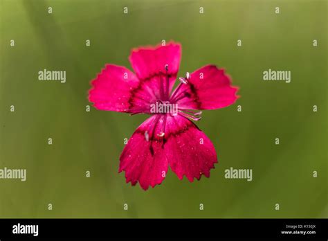 Maiden Pinks Dianthus Deltoides Flower From Above Garden Oelsnitz