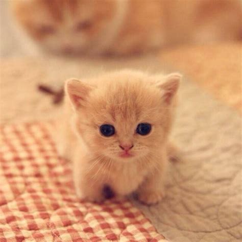 Cute Cat Cute Baby Cats Cute Animals Cute Cats