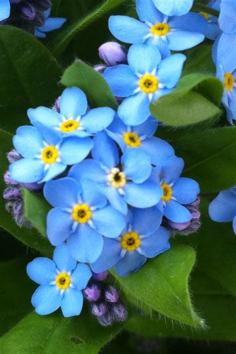 Forget Me Nots For My Ally Girl