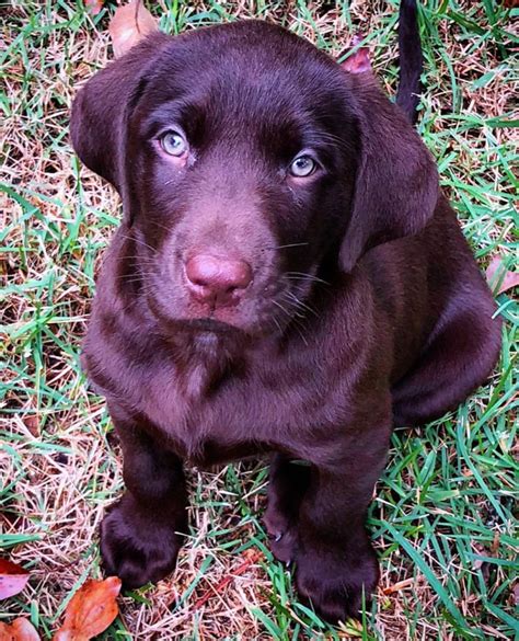 Can Chocolate Labradors Have Blue Eyes
