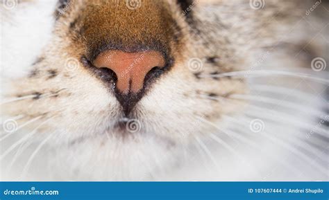 Cat Nose Close Stock Photo Image Of Kitten Muzzle 107607444