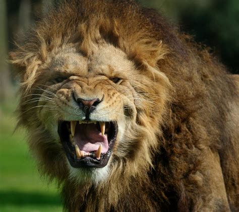 Angry Lion Stock Photo Image Of Predator Snarl Bathing 4510348