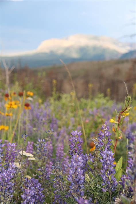Wild Flowers Meadow Free Stock Photo Public Domain Pictures