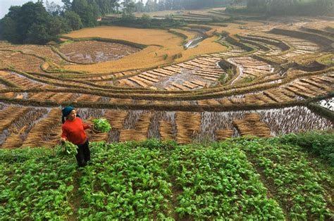A Rice Farmer Works In Terraced Paddies In Yunnan Province China Os