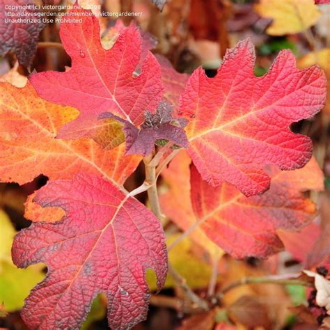Are the oak leaf hydrangea deer tolerant? Full size picture of Oakleaf Hydrangea 'Snow Queen ...