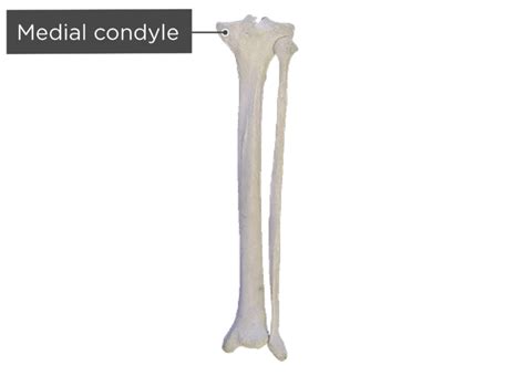 Tibia And Fibula Bones Posterior View