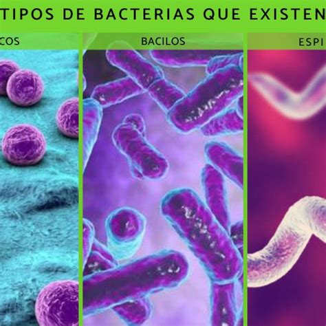 Vegye Le Ketyeg S Koll Ga Clasificacion De Las Bacterias Segun Su