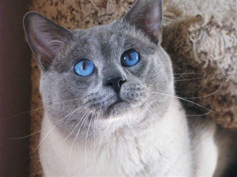 Permes Cattery Breeders Of Applehead And Classic Siamese And Balinese