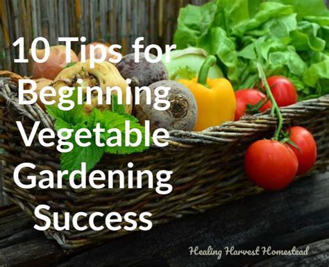 10 Tips For Vegetable Gardening Success For Beginners Tips All