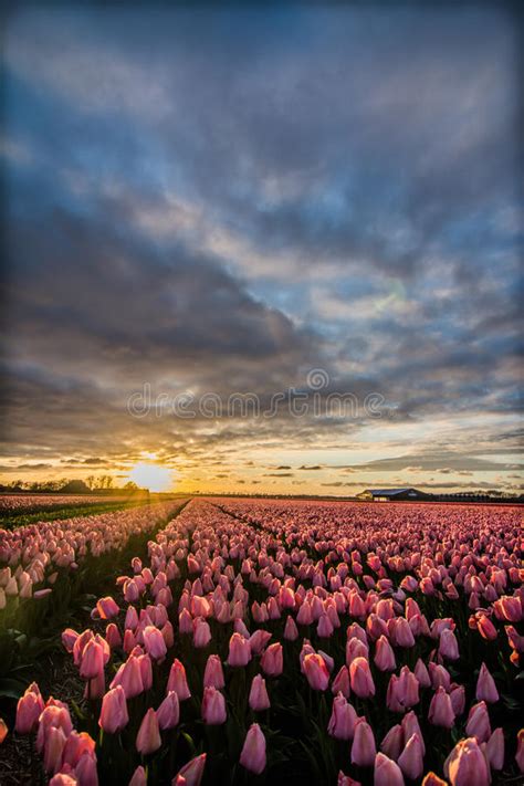 Field Of Tulips With A Cloudy Sky In Hdr Stock Image Image Of Floral