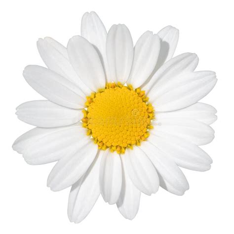 Daisy Marguerite Field Stock Photo Image Of Floral Chamomile 11911308