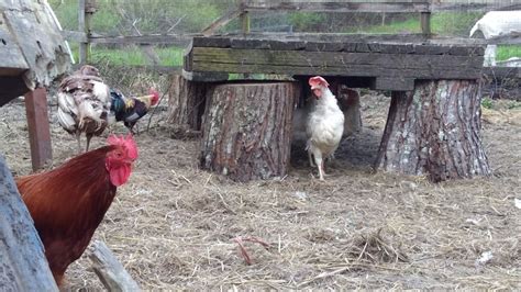 Reports On Rescue Rehab And Re Homing Of Domesticated Chickens