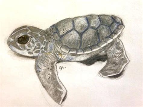 Baby Sea Turtle Drawing At PaintingValley Com Explore Collection Of