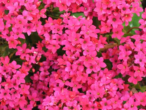 See more ideas about hot pink, pink color, pink. Flowers by Friends: Hot Pink Colour by Lynda