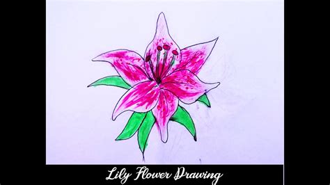 How To Draw A Lily Flower Step By Step How To Draw Flower How To