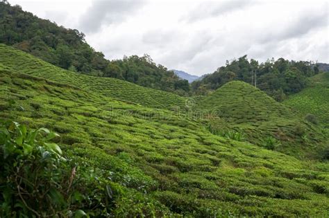 Tea Plantation Landscape In Cameron Highlands Malaysia Green Tea