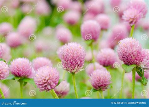 Pink Globe Amaranth Flower Stock Photo Image Of Natural 92495664