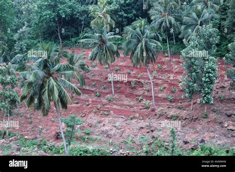 Coconut Palms On Slopes In Kerala Southern India Stock Photo Alamy