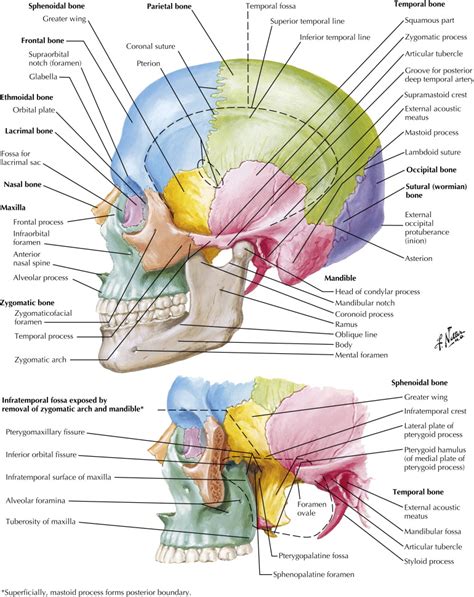 Overview Of Head And Neck Radiology Key