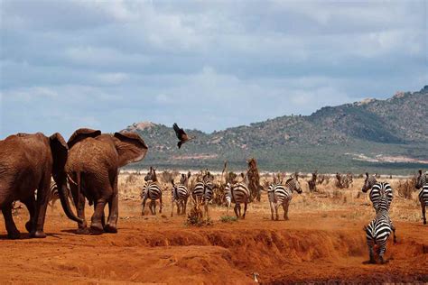 3 Day Tsavo East And West Safari From Mombasa Tsavo Safari