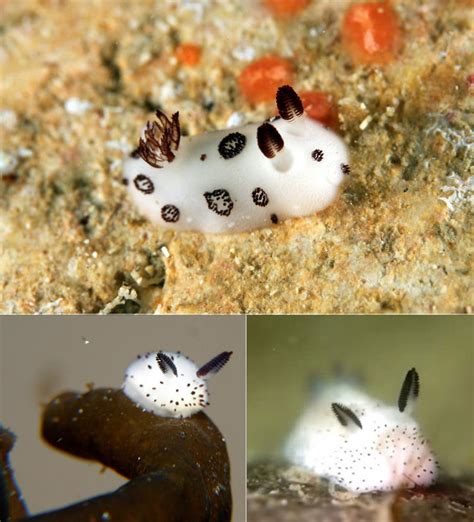 Jorunna Parva Sea Bunny Nudibranch Pom Pom Animal Toys Stuffed Animals