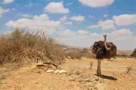 Ostrich Facts Habitat Behavior Diet