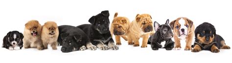 We are also providing pet supplies & quality pet foods. Puppies for Sale at Petland Hoffman Estates, Illinois