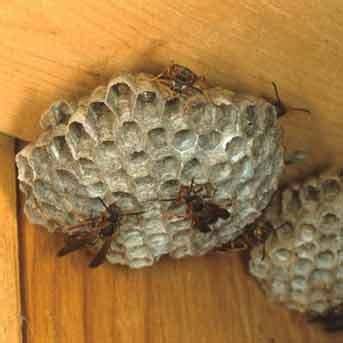 Check spelling or type a new query. How to: Meat Bee Trap | Sierra Foothill Garden