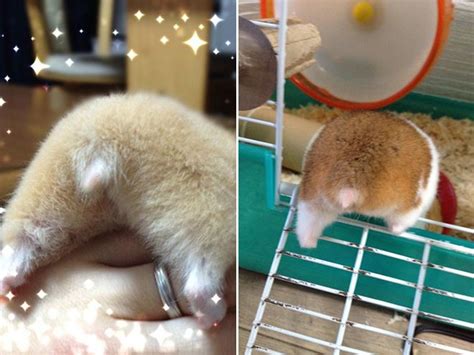 15 Hamster Butts That Are Too Cute Not To See Funny Hamsters Cute Wild Animals Cute Hamsters