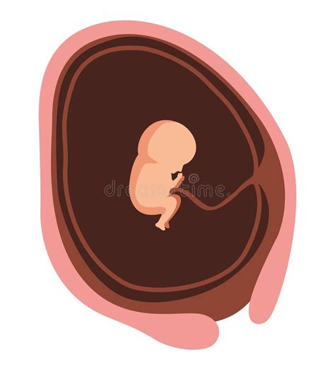 Twelve Week Baby Fetus Stock Vector Illustration Of Newborn 269547865