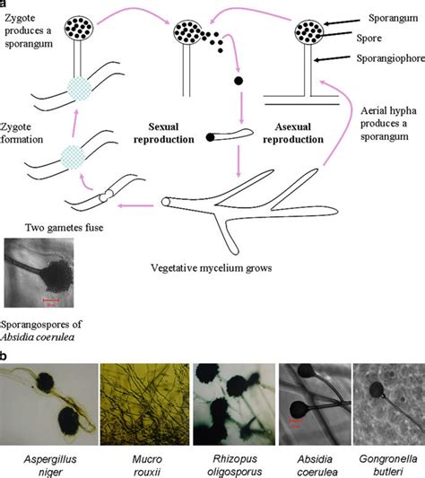 Fungi reproduce by vegetative, asexual and sexual methods. (a) Life cycle of fungi, asexual and sexual reproduction ...